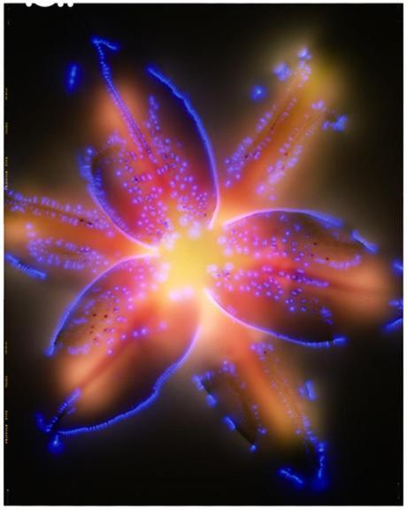 glow Robert Buelteman – Glowing Plant Photography