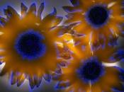 Robert Buelteman Glowing Plant Photography