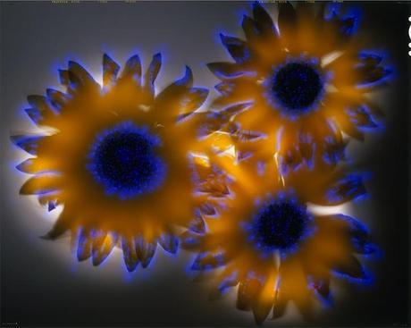 glow1 Robert Buelteman – Glowing Plant Photography