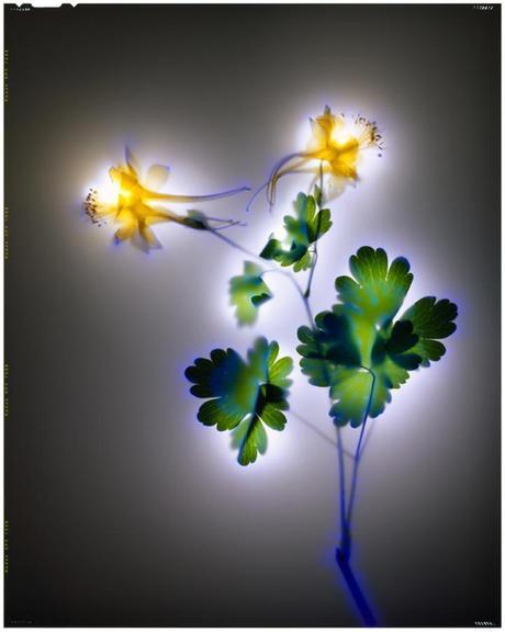 glow3 Robert Buelteman – Glowing Plant Photography