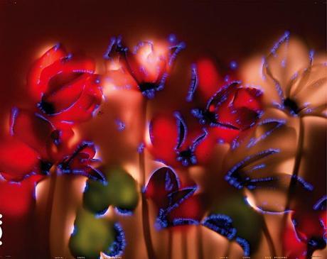 glow2 Robert Buelteman – Glowing Plant Photography