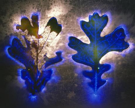 Robert Buelteman – Glowing Plant Photography
