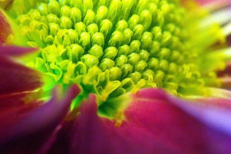 Shoot Macro Photos with  your iPhone