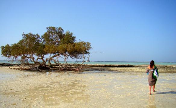 Marsa Alam – Diving with Turtles in the Deep South