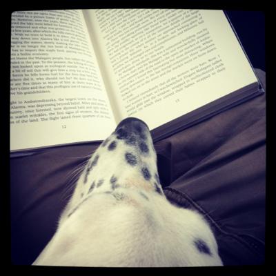 Dog reading a book, instagram
