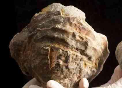 Oyster Fossil at Blue Reef Aquarium, Portsmouth, England (You Tube Image)