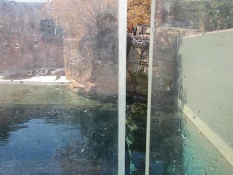 crocosaurus cove view from inside the cage of death