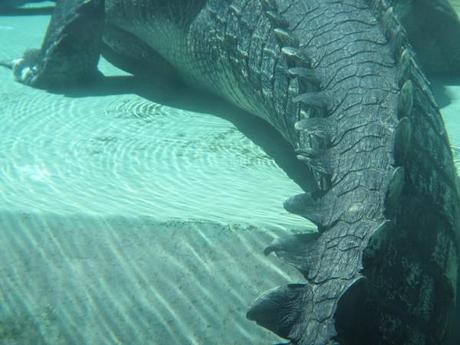 crocosaurus cove croc tail