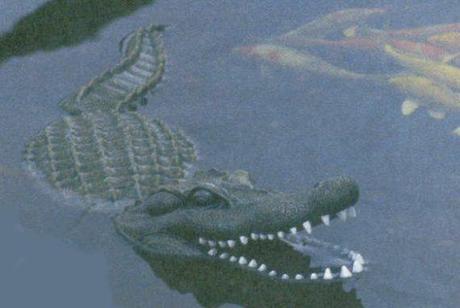 Floating Alligator Decoy