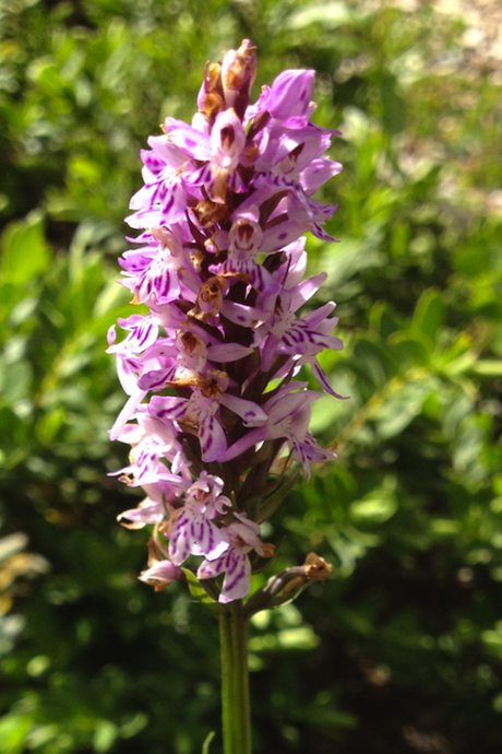 Dactylorhiza_fuchsii