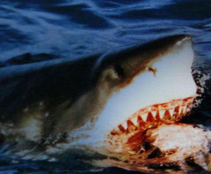 Shark Taking The Bait (Photo: Brocken Inaglory/Creative Commons via Wikimedia)