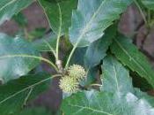 Plant Week: Quercus Castaneifolia