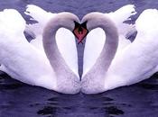 Best Animal Brooches