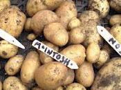 Potato Trial: Second Early Potatoes