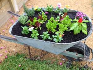 Dad’s Old Wheelbarrow