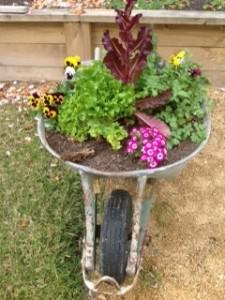 Dad's wheel barrow herb garden