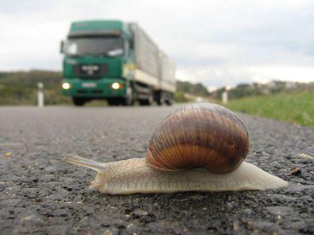 Snail about to become road kill (Photo by Robert Thomson/Creative Commons via Wikimedia)