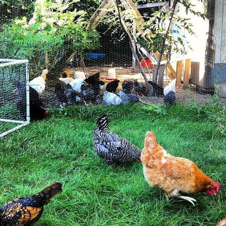 Buck bucks #backyardchickens #chickens #suburbanchickenproject...