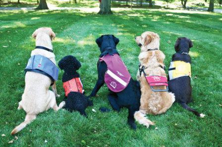 Five Service Dogs in Their Different Vests (Photo by Dogguides/Creative Commons via Wikimedia)