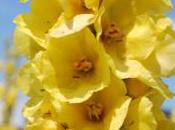 Plant Week: Verbascum Phlomoides