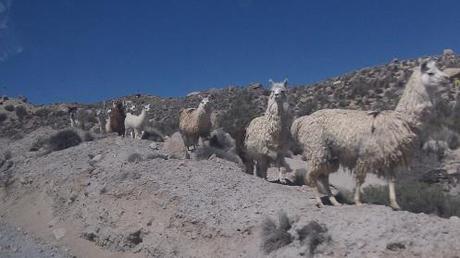 Lauca National Park, Chile