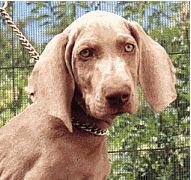 The Adventures of Weimaraner Gretal – Part III: Oh No! Chook Duffers