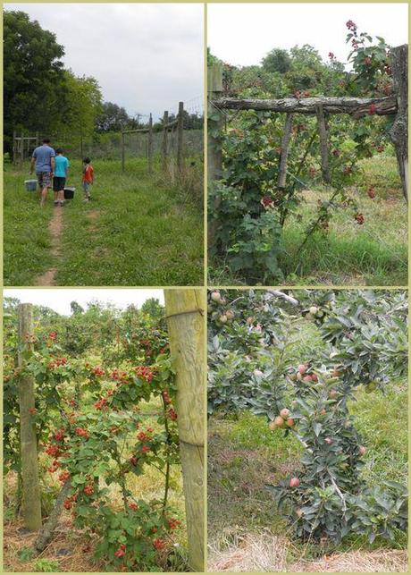 Crooked run orchard - collage01