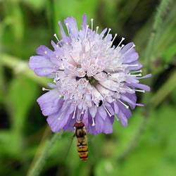 Wildflower Seed Mix