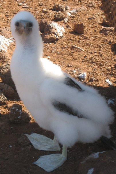 travel memories blue footed booby in the galapagos