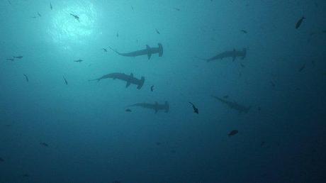 My favorite travel memory was diving with hammerhead sharks in Costa Rica.  Photo courtesy of our captain.