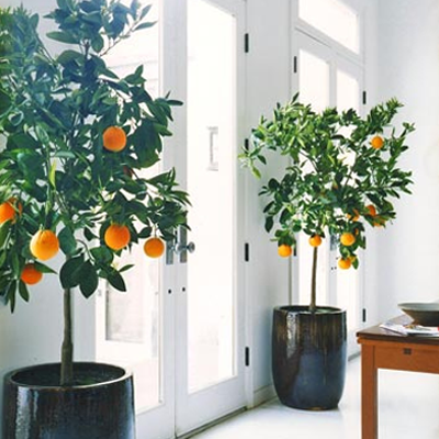 potted indoor orange trees via domino HOUSE PLANTS // Cheap Trick