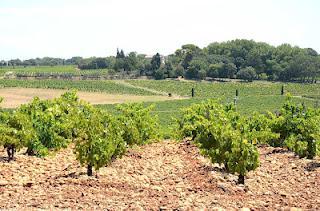 A golden wine triangle - The best Red, White and Rosé in the Southern Rhone
