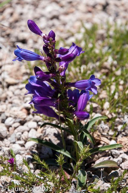 Crater Lake july 2012