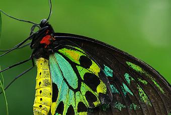 Diminishing Royalty: Queen Alexandra's Birdwing Butterfly - Paperblog