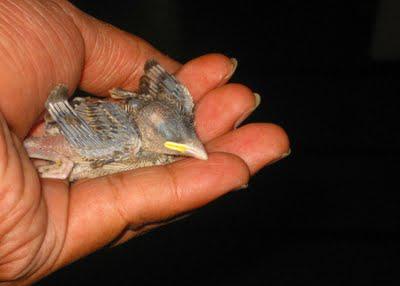 House Sparrow | Just Hatched