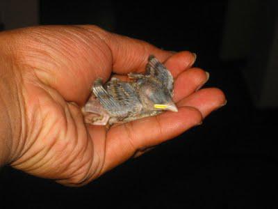 House Sparrow | Just Hatched