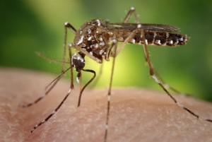The Evasive Dengue Fever Vaccine