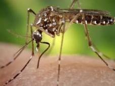 Evasive Dengue Fever Vaccine