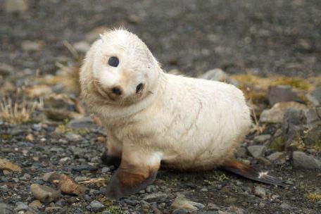 Baby Seal (Photo by Ville Miettinen/Creative Commons via Wikimedia)