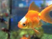 Tips Keep Your Goldfish Alive Healthy