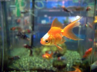 Goldfish: Image by Opencage