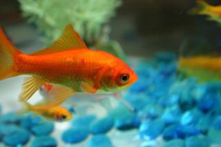 Goldfish: Image by Protographer23, Flickr