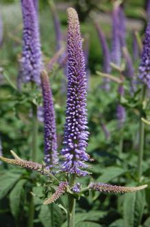 Veronicastrum sibiricum Flower (30/06/2012, Kew Gardens, London)