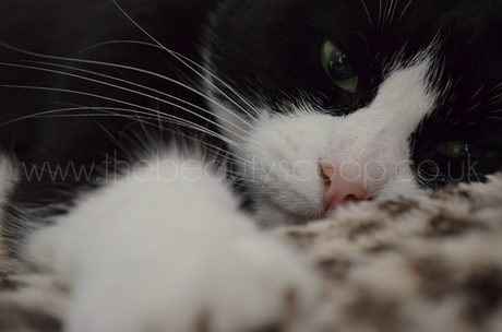 Wordless(ish) Wednesday!