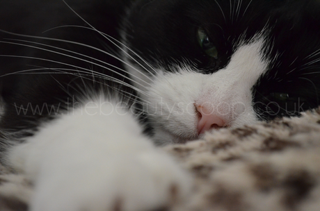 Wordless(ish) Wednesday!