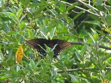 Scaring the kids, curing disease and butterfly wars