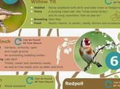 Woodland Birds Britain Infographic