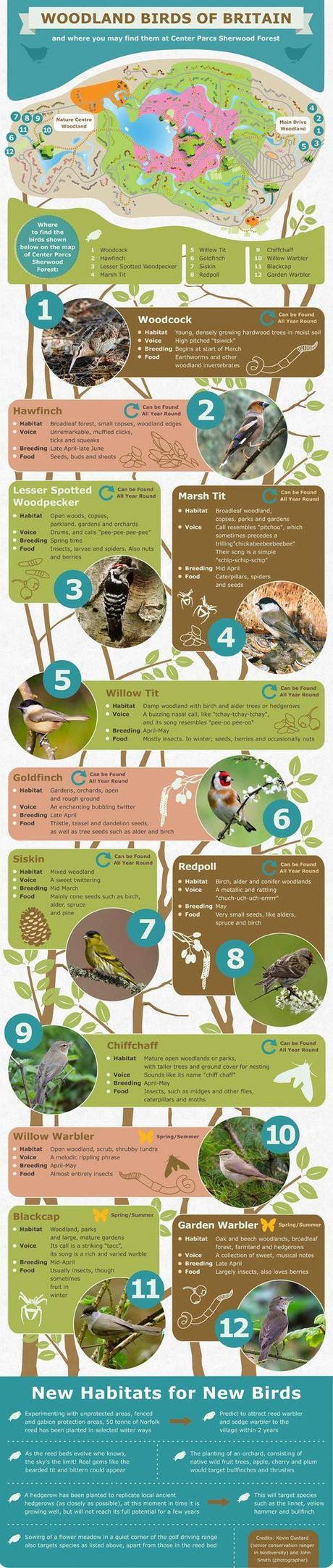 Woodland Birds of Britain Infographic Woodland Birds of Britain Infographic