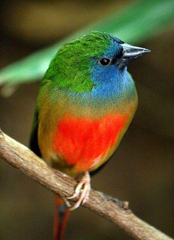 Parrot Finch (Photo by Chaval BR/Creative Commons via Wikimedia)