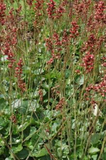 Heuchera cylindrica (30/06/2012, Kew Gardens, London)